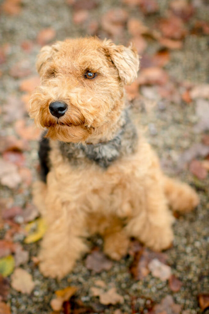 Hondenportret van een Welsh terriër hond in Maarssen, Park Goudstein