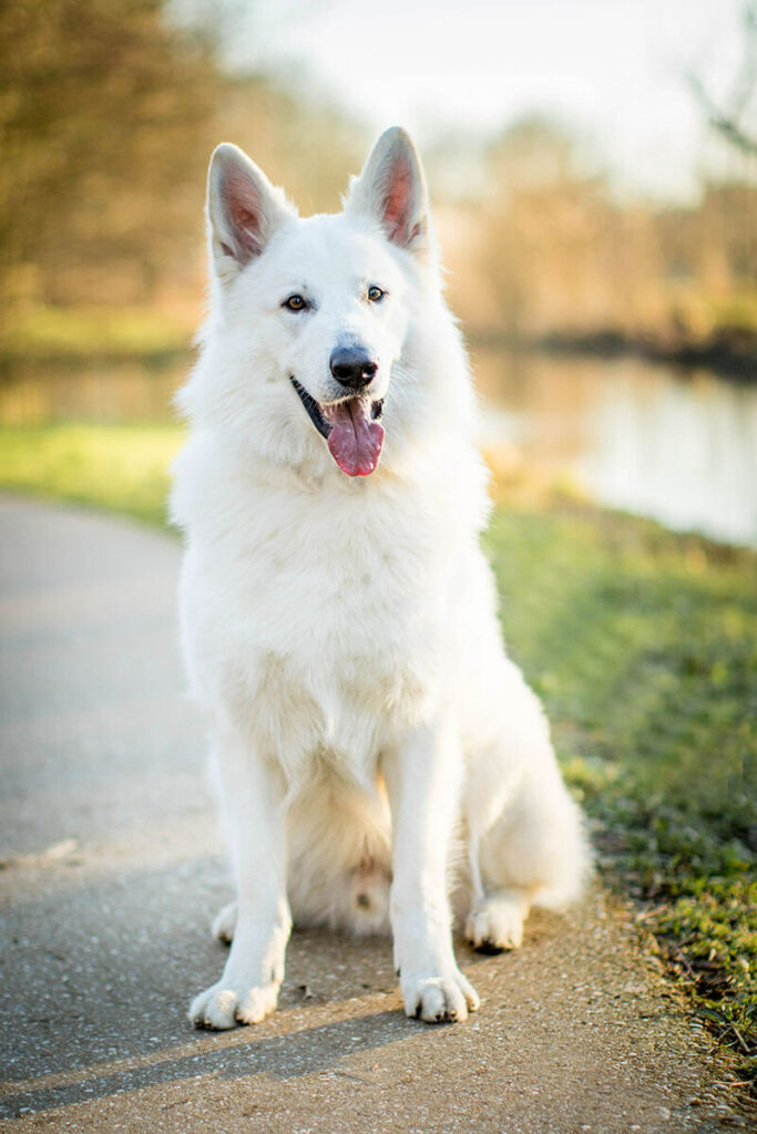 Hondenportret van een Witte Herdershond in het Bredius Park Woerden