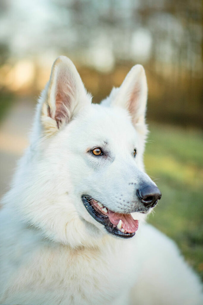 Hondenportret van een Witte Herdershond in het Bredius Park Woerden