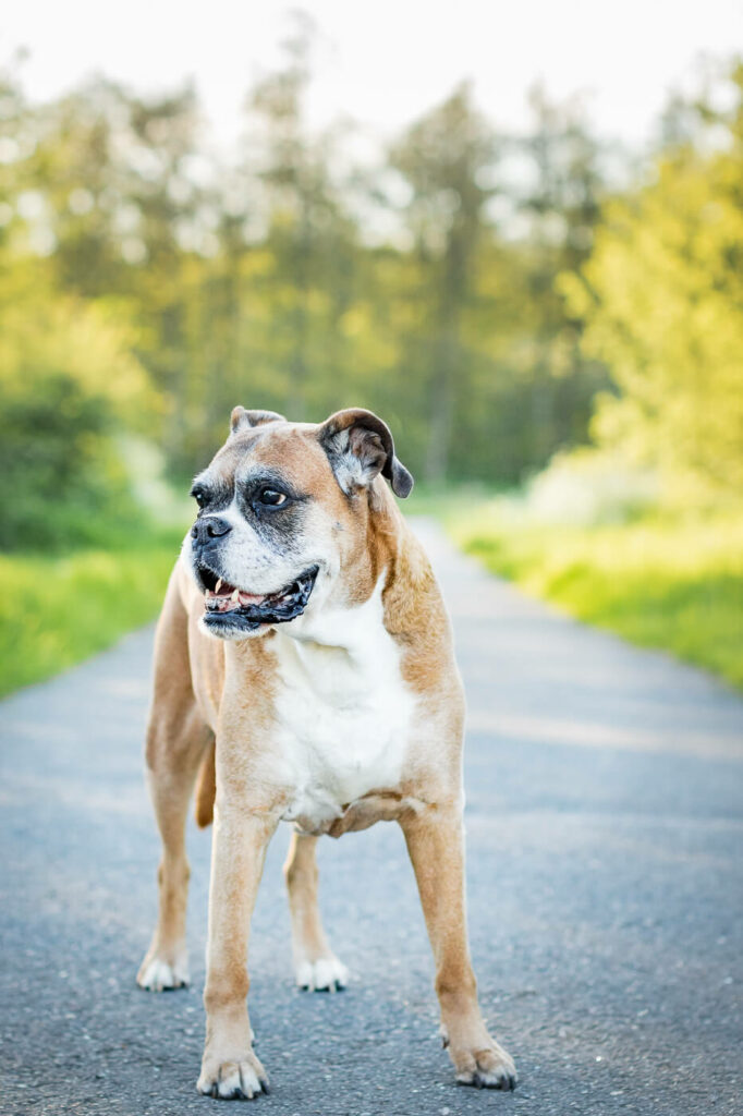 Hondenportret van een boxer hond in het Reeuwijkse hout