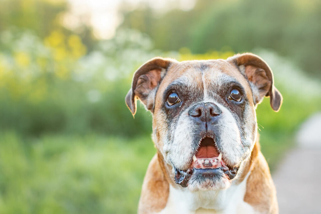 Hondenportret van een boxer hond in het Reeuwijkse hout