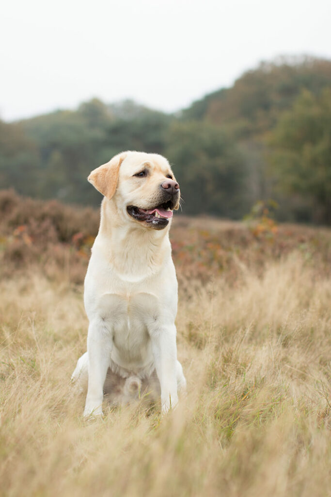 Hondenportret van een Labrador hond op de Hoorneboegse Heide Hilversum