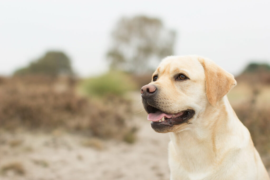 Hondenportret van een Labrador hond op de Hoorneboegse Heide Hilversum