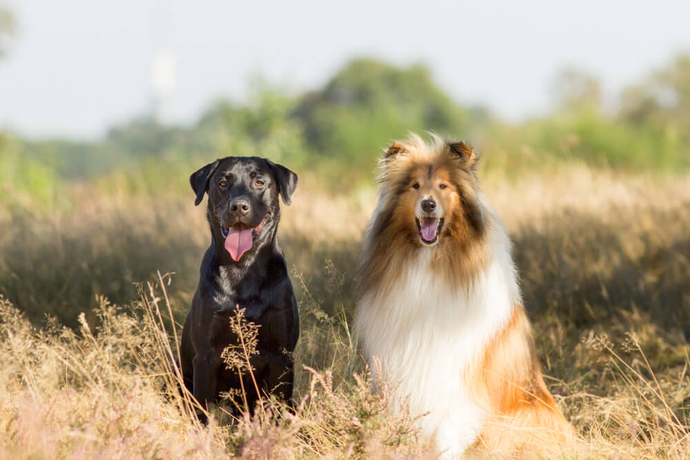 Hondenportret van een Labrador en Schotse herdershond op de Hoorneboegse Heide Hilversum