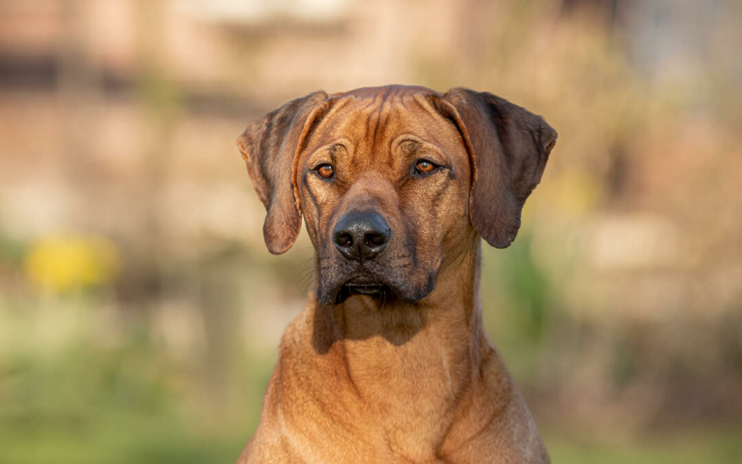 hondenfotografie fotoshoot Rhodesian Ridgeback hond fotolocatie in eigen achtertuin