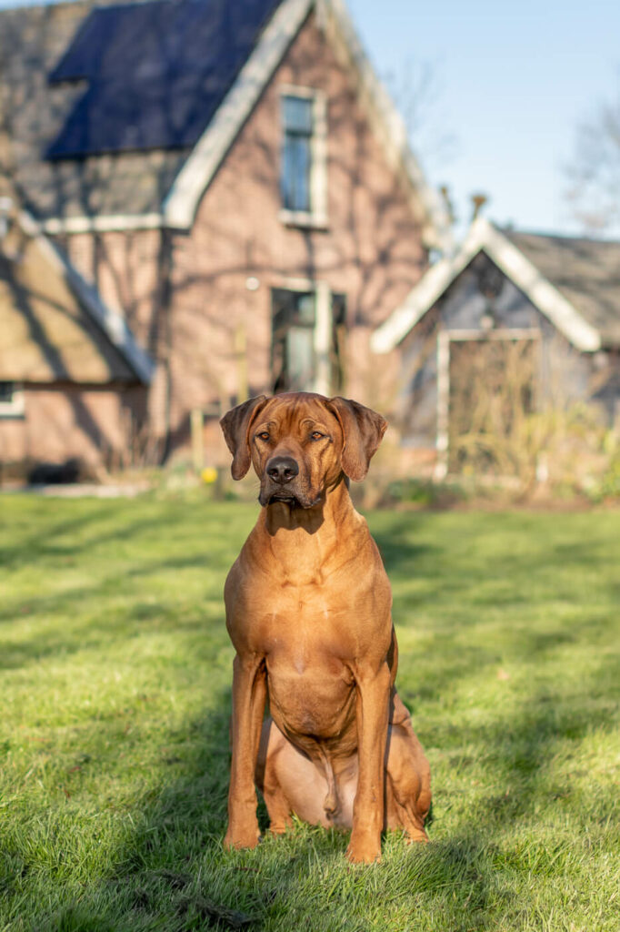 Portret Rhodesian Ridgeback hond