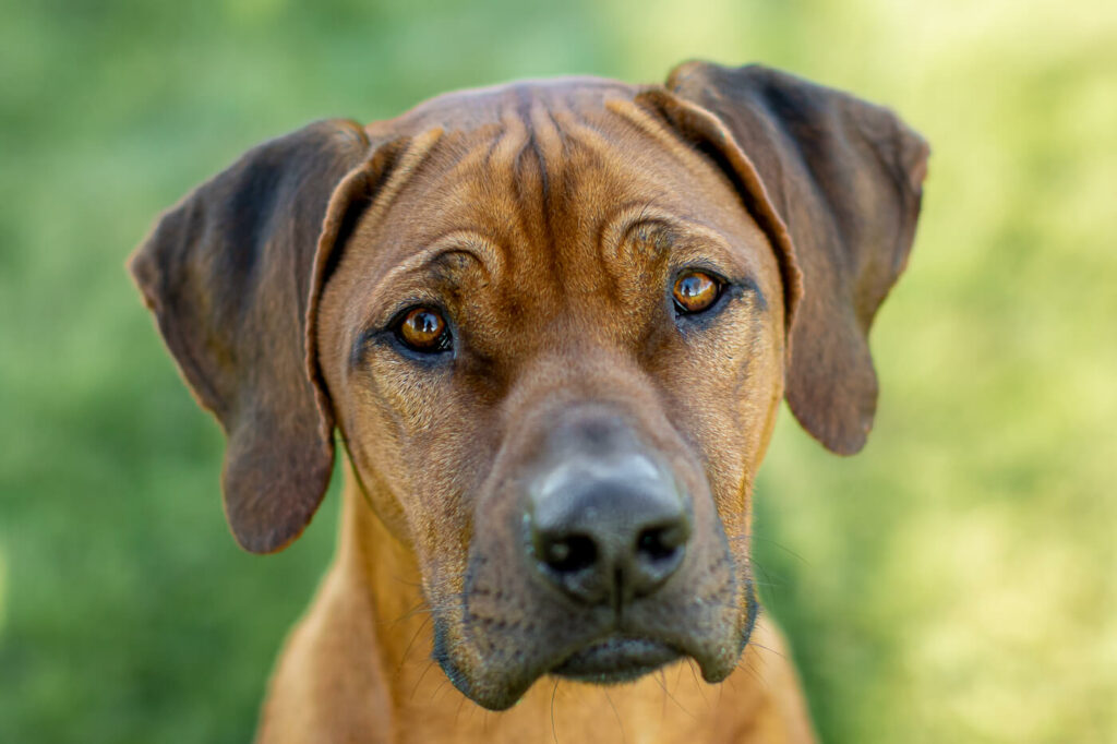 Portret Rhodesian Ridgeback hond