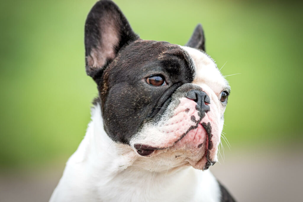 Hondenportret van een Franse Buldog hond in Reeuwijk