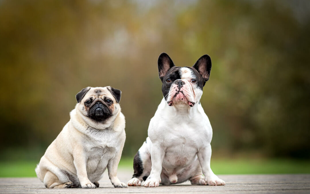 Tips om zelf een mooie foto van je hond te maken
