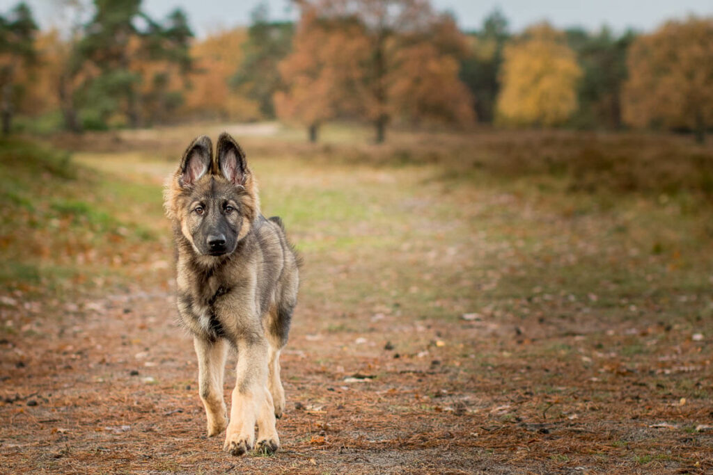 Hondenportret van een Oud Duitse Herder pup op in het Goois Natuurreservaat Blaricummerheide