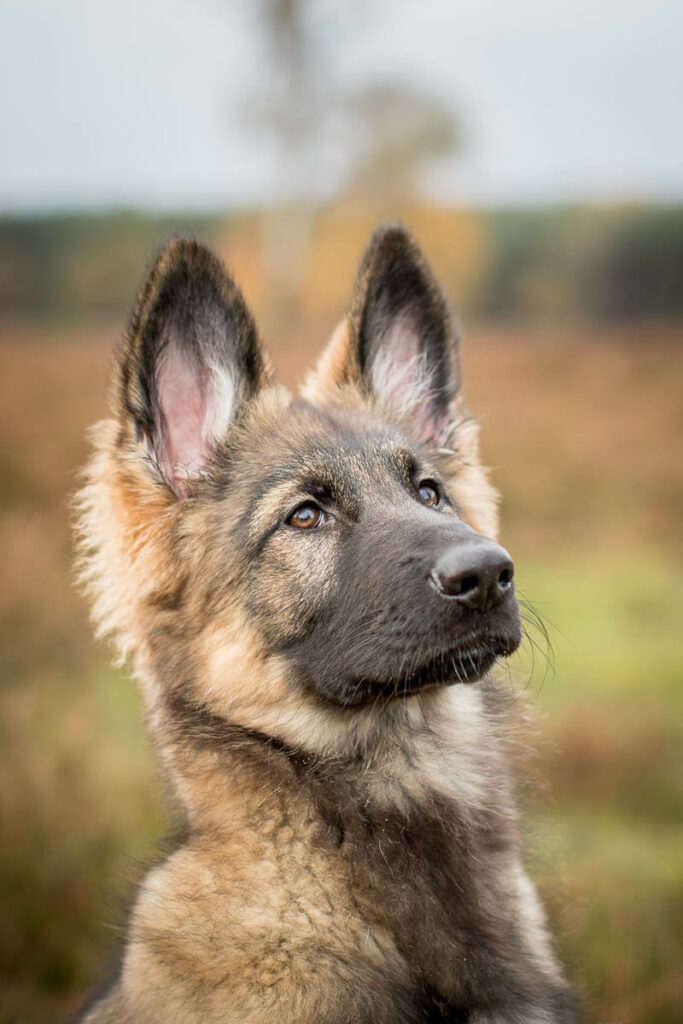 Hondenportret van een Oud Duitse Herder pup op in het Goois Natuurreservaat Blaricummerheide