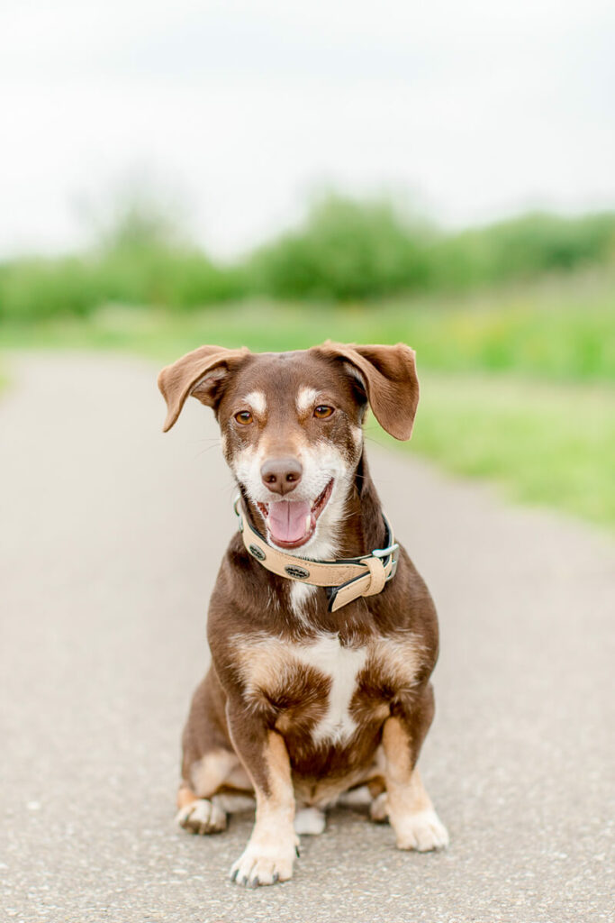 Hondenportret van een Jack Russel hond in Reeuwijkse Hout