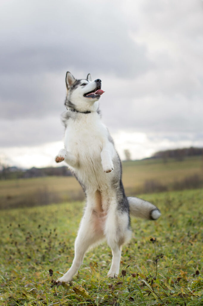 Hondenportret van een Alaska Malamute hond fotolocatie Letland