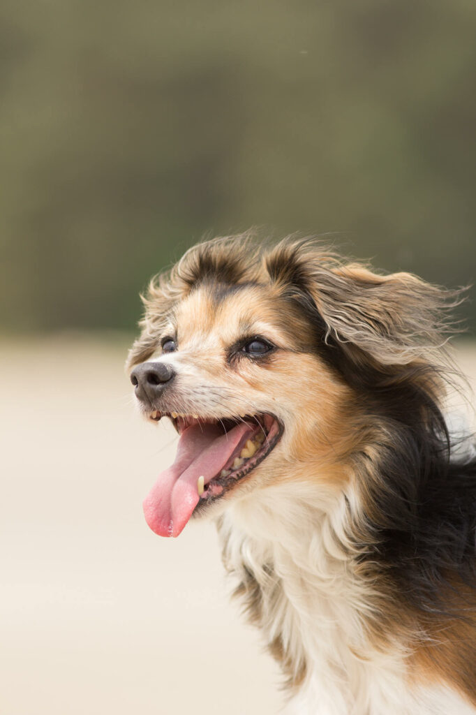 Hondenportret van een Dalmatier hond fotolocatie Soesterduinen