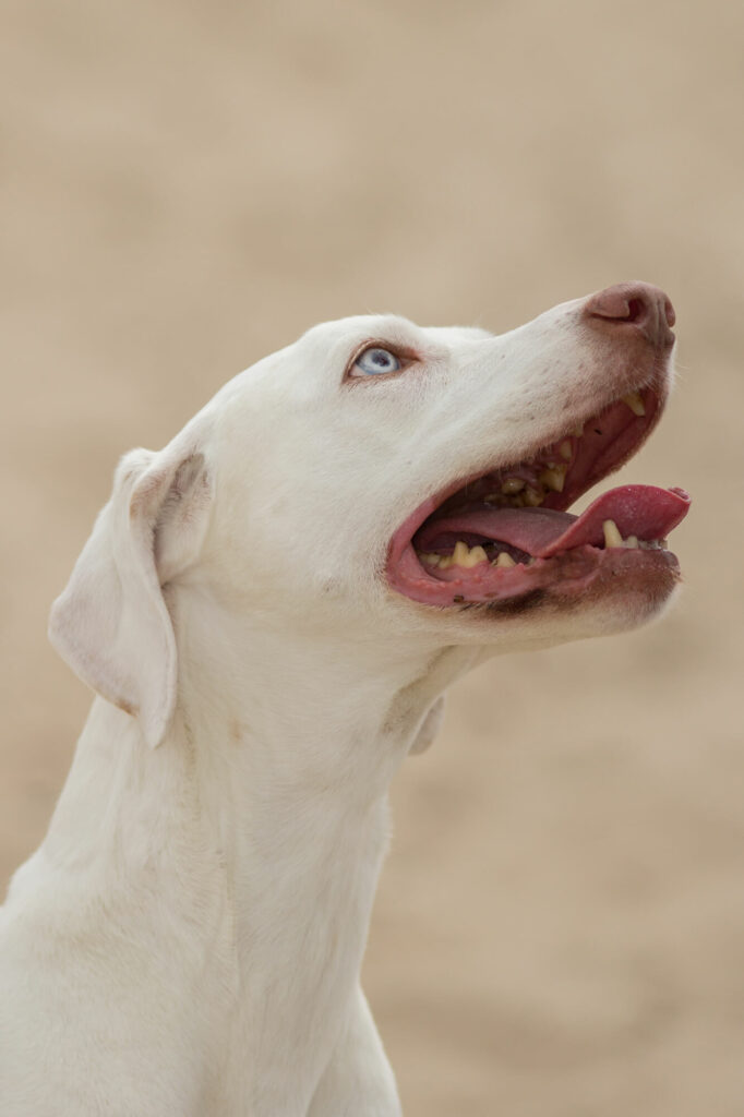 Hondenportret van een Dalmatier hond fotolocatie Soesterduinen