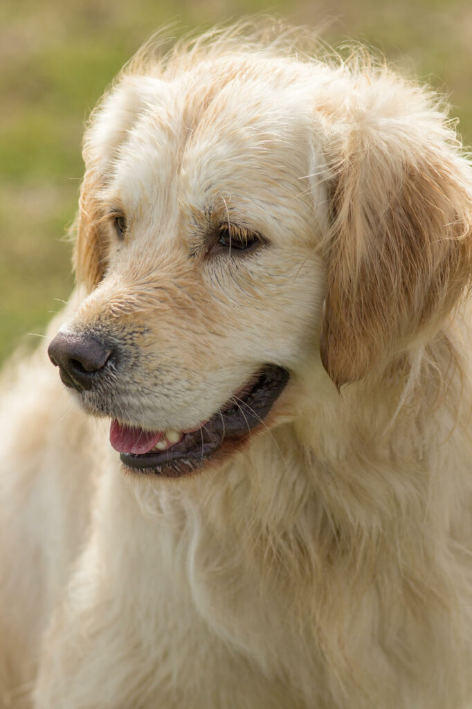 Hondenportret golden retriever hulphond fotolocatie Vianen