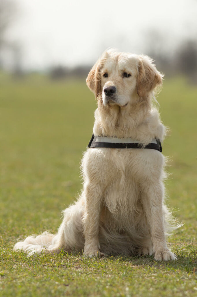 Hondenportret golden retriever hulphond fotolocatie Vianen