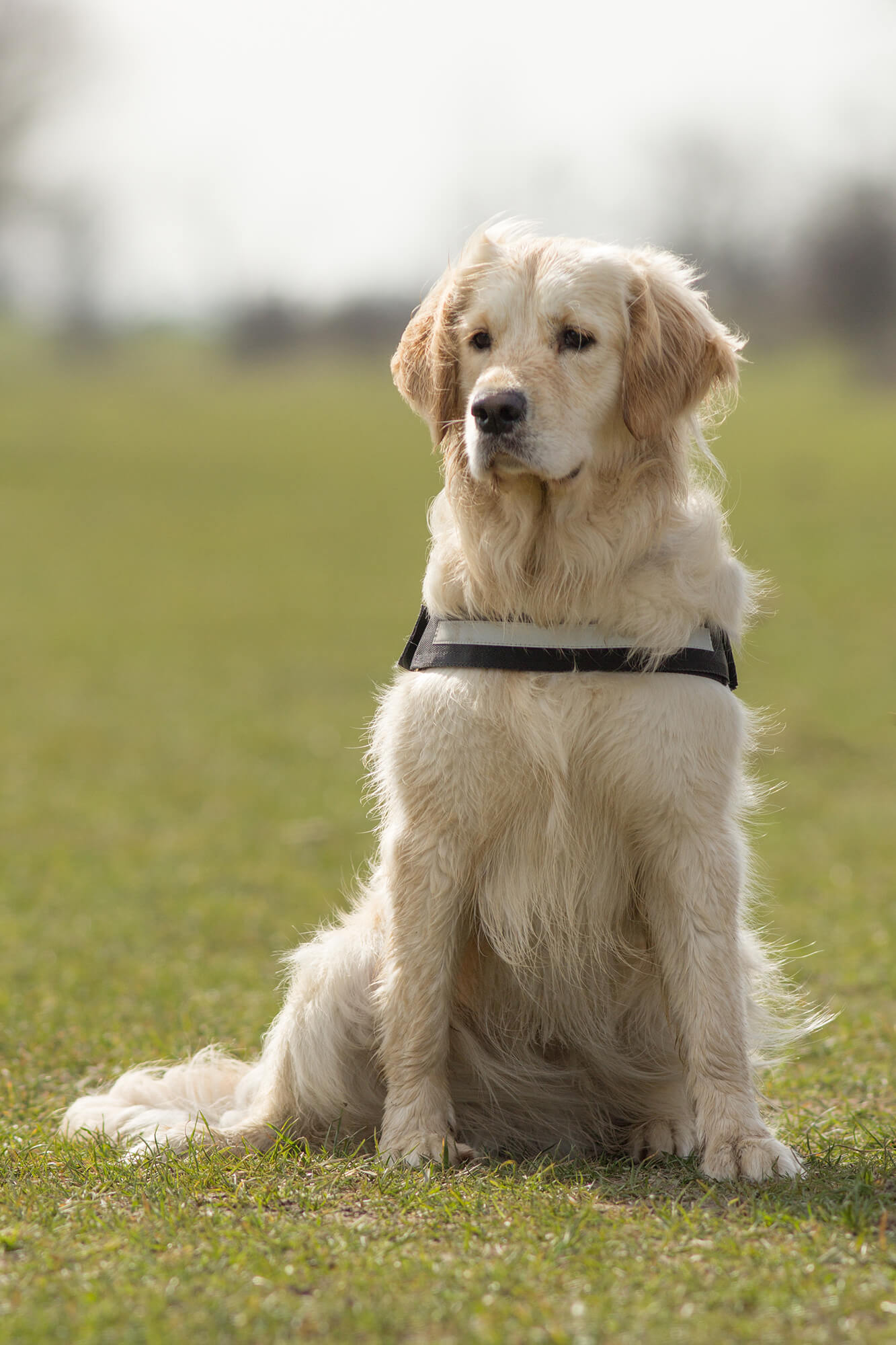 Hulphond labrador retriever