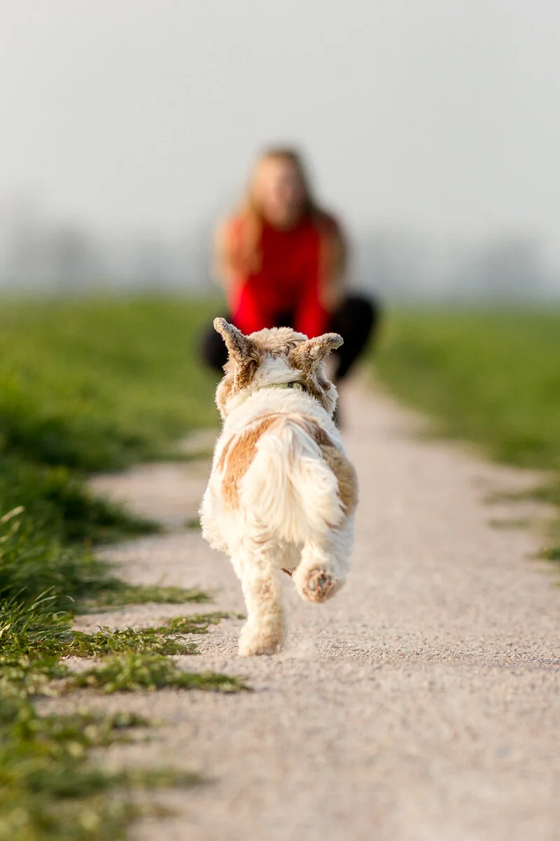 fotoshoot-hond-boomer-kruising-Maltezer-Shi-Thu-Cabauw-3090 Fotoshoot met je hond Hondenfotograaf Boomer hondje rent naar zijn bazin in de polder van Cabauw