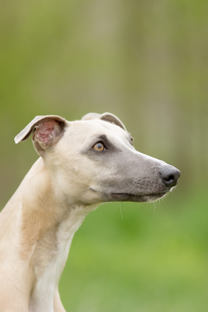 Hondenportret van een Whippet hond in het Alblasserbos