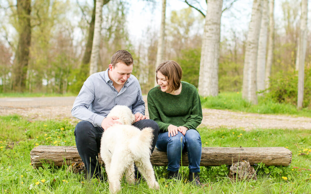 Fotoshoot Labradoodle hond Linschoten