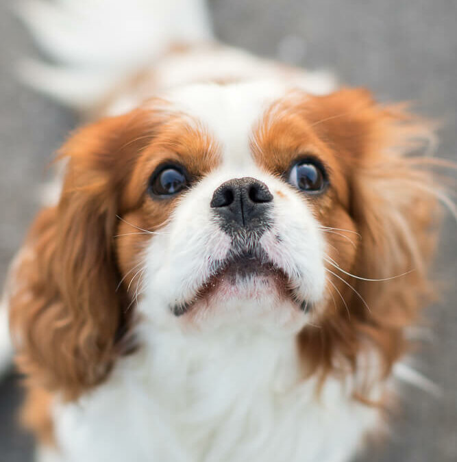 hondenfotografie Fotoshoot king charles spaniels in linschoten