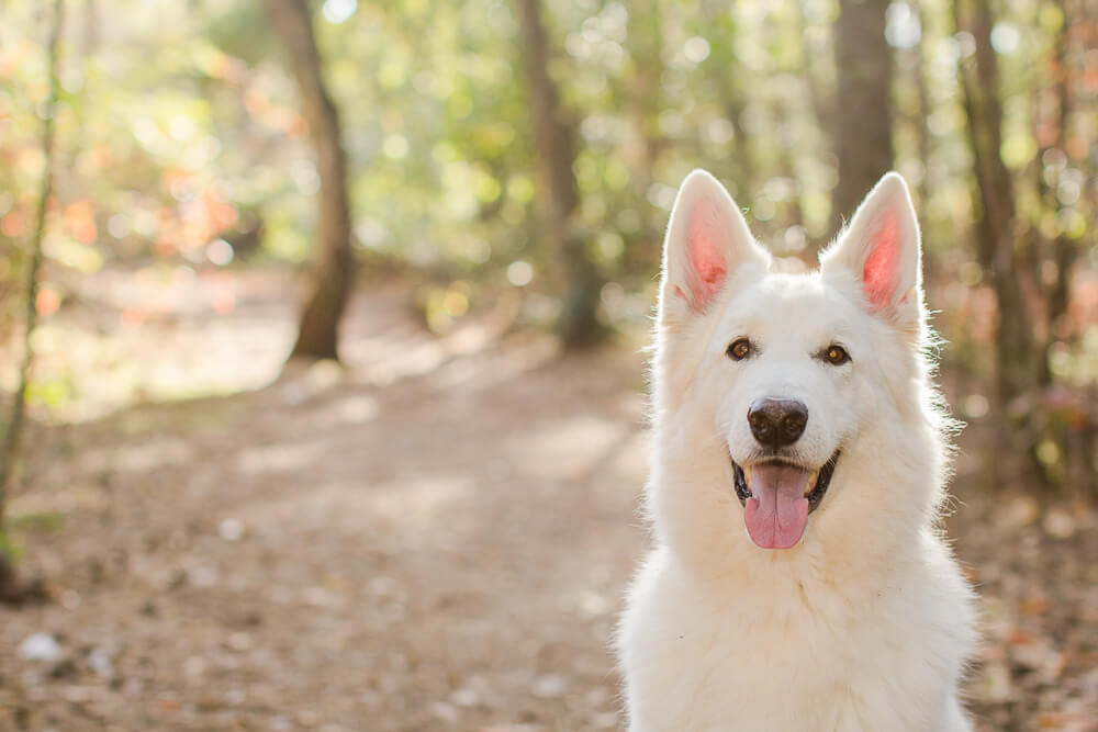 Hondenportret van een witte herdershond in het bos Heidestein in Zeist